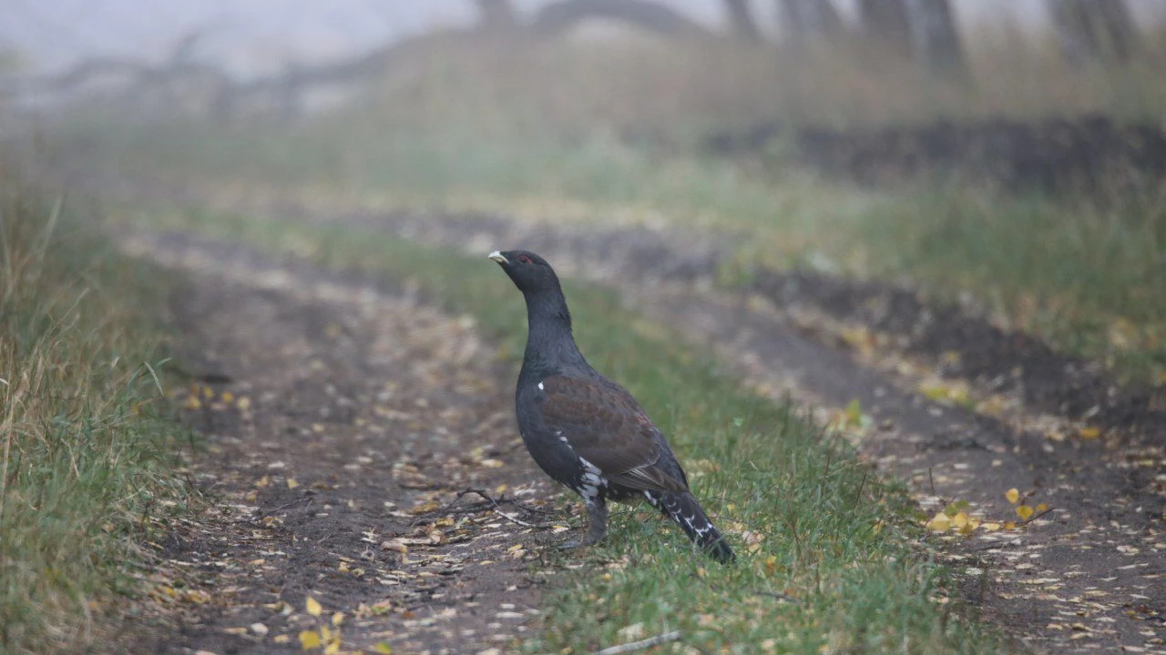 В природном парке «Бурабай» началась «птичья перепись» 