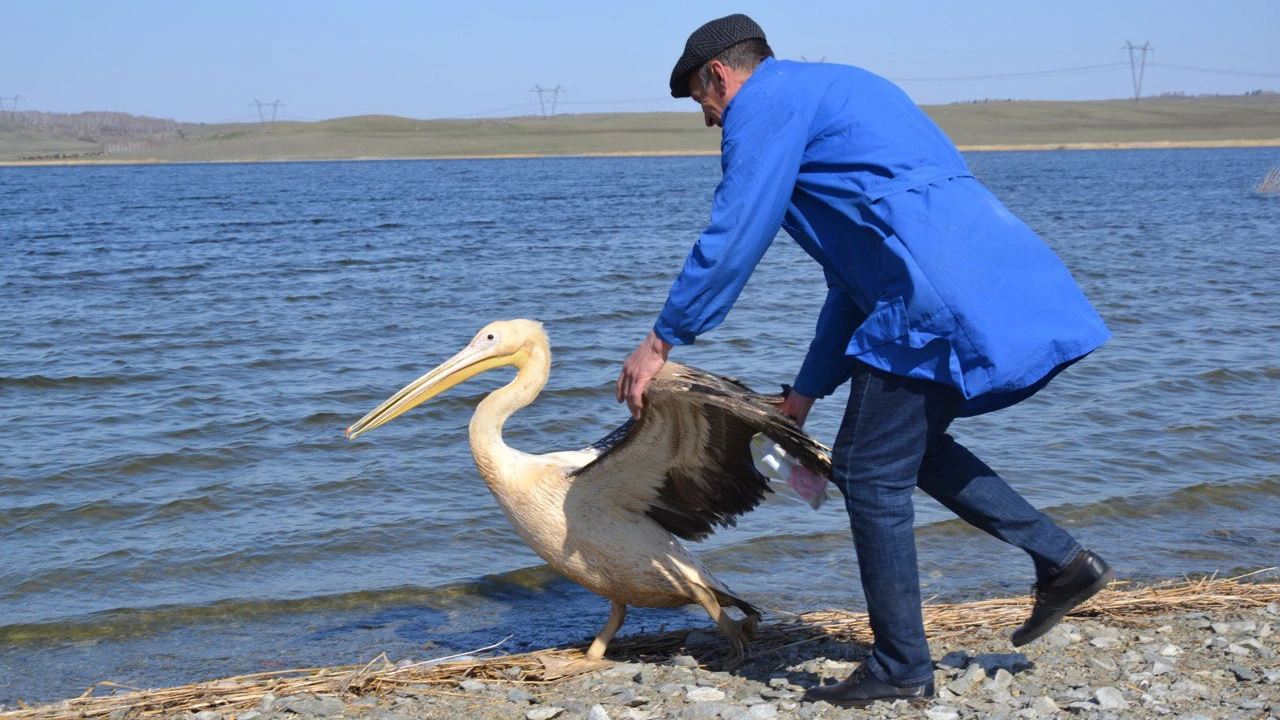 Спасенного лебедя и пеликана выпустили на волю в Бурабае 