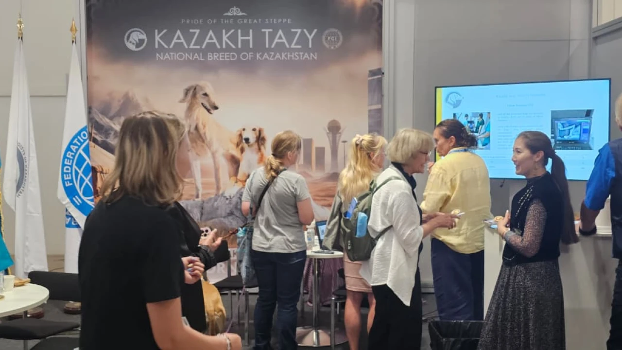 «Казахский тазы» на Всемирной выставке собак WDS 2025 в Хельсинки 