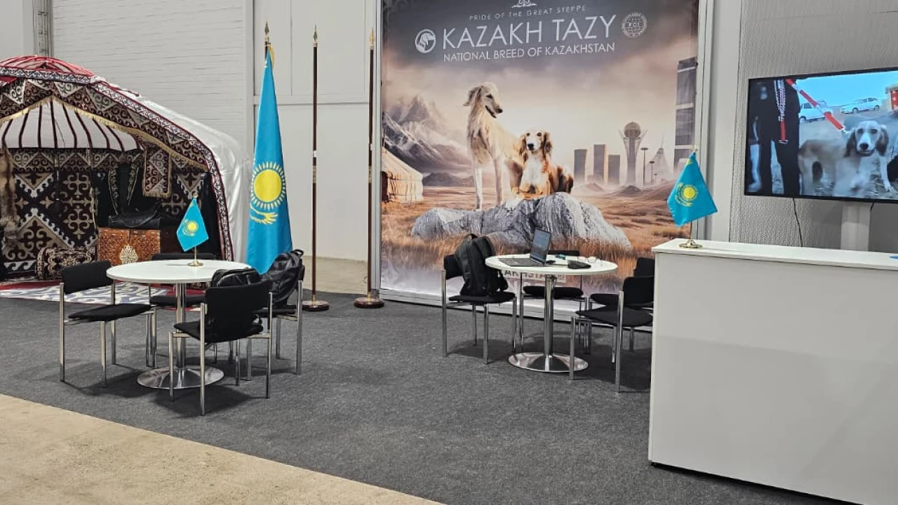 «Казахский тазы» на Всемирной выставке собак WDS 2025 в Хельсинки 