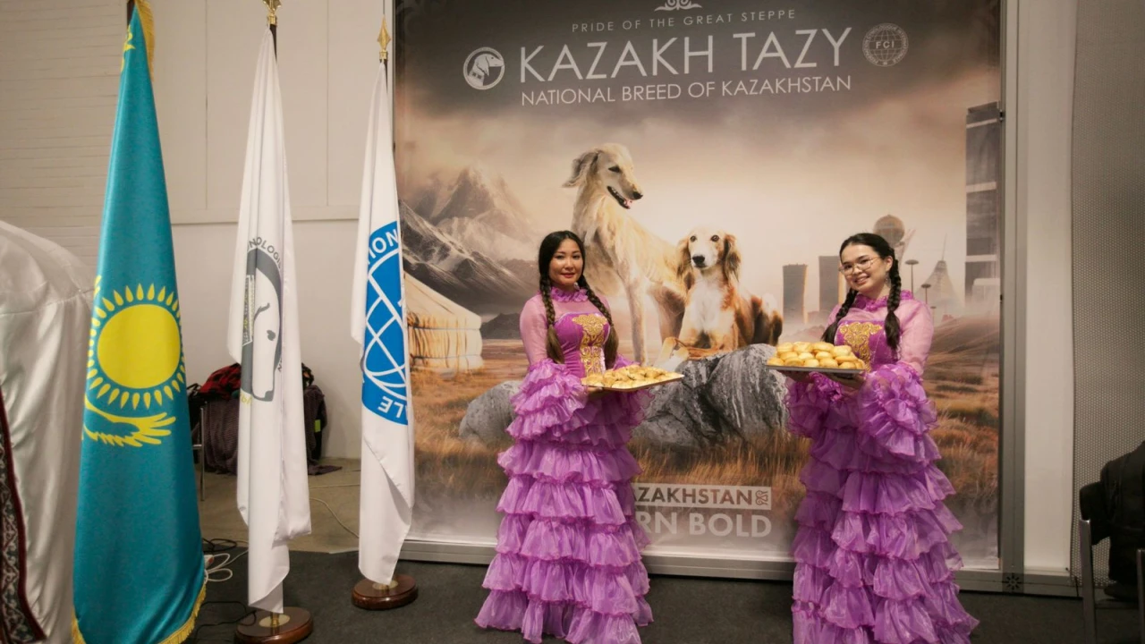 World Dog Show 2025: World Dog Show 2025: Қазақ тазысы халықаралық қауымдастықты таңғалдырды 