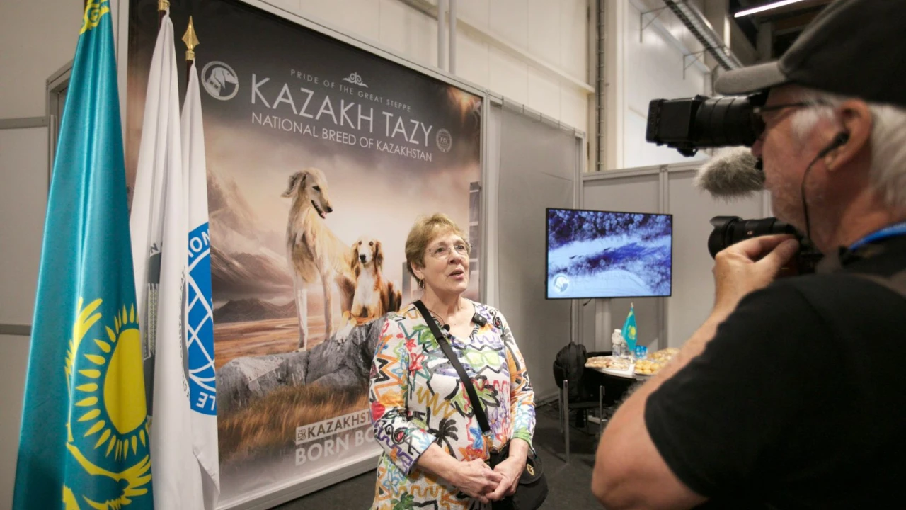 World Dog Show 2025: World Dog Show 2025: Қазақ тазысы халықаралық қауымдастықты таңғалдырды 